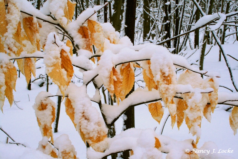 Golden Leaves of Winter