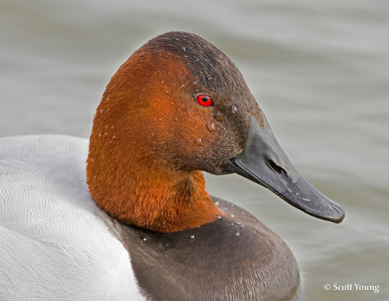 Canvasback; Cambridge, Md. - ID: 11535721 © Richard S. Young