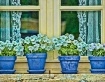 Blue Pots
