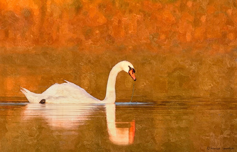 Mute Swan Painting