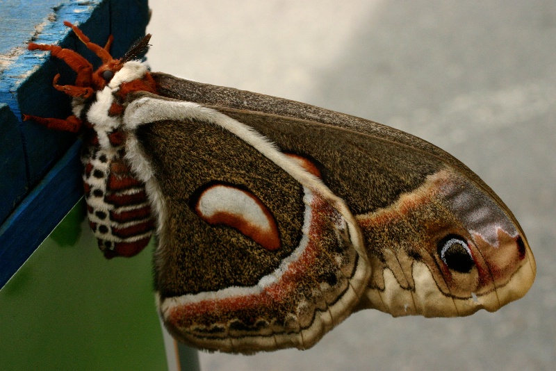 cecropia hyalopora  silk moth  - original 