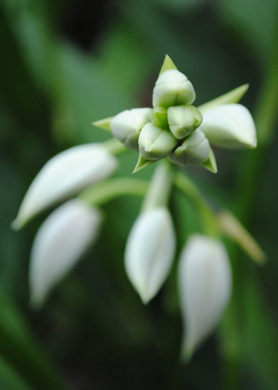 New Blooms