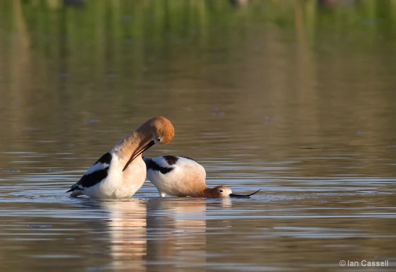 Avocets Courting
