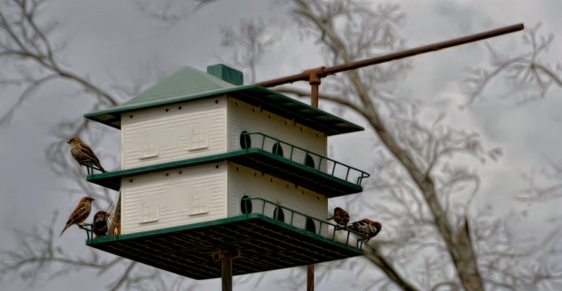 These are NOT purple martins!