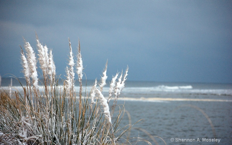 Snow Covered Sea Oats - Myrtle Beach, SC