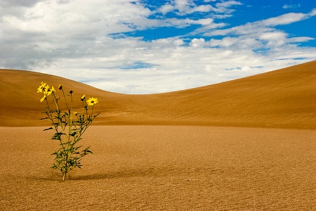 Great Sand Dunes 2