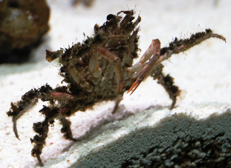 Macro Crab