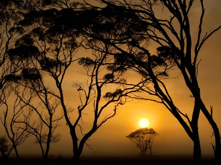 Mallee sunrise