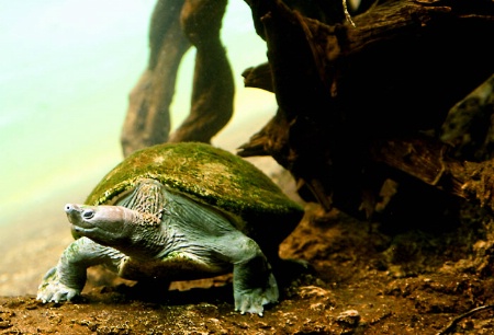 Go Green Turtle