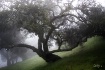 The Hillside Oak