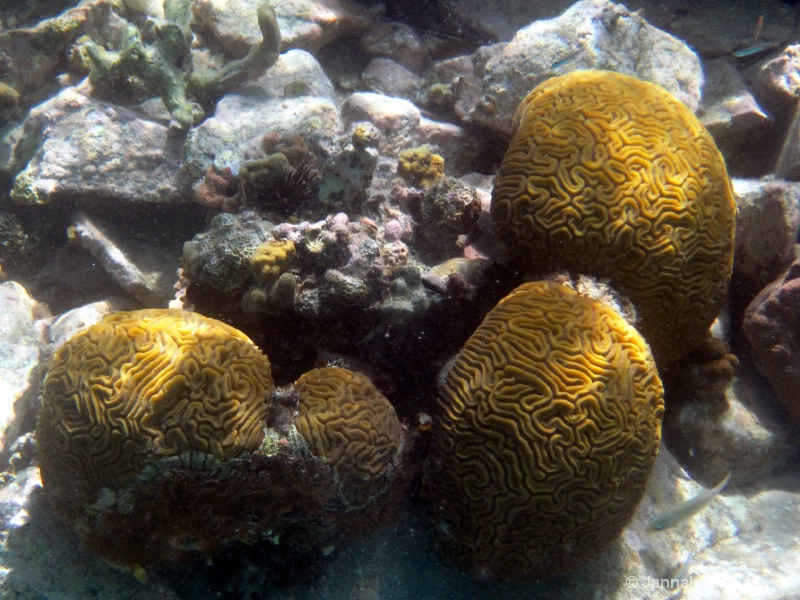 Brain coral, St John - ID: 11541096 © Jannalee Muise