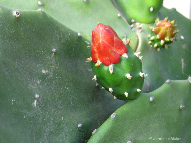 Cactus bloom - ID: 11541100 © Jannalee Muise