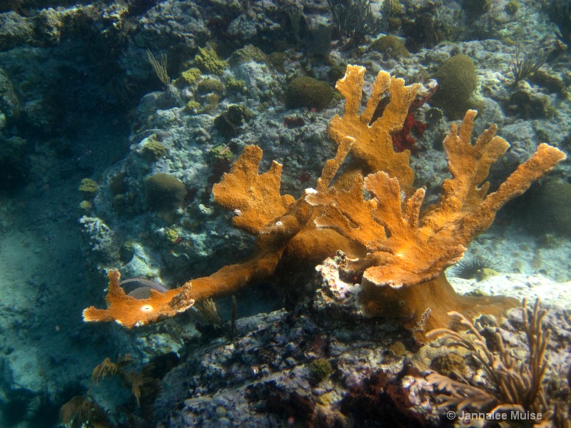 Elk coral St John - ID: 11541120 © Jannalee Muise