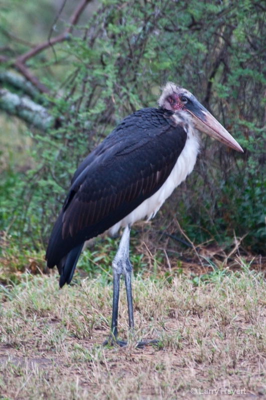 Tanzania- Serengeti National Park - ID: 11541453 © Larry Heyert