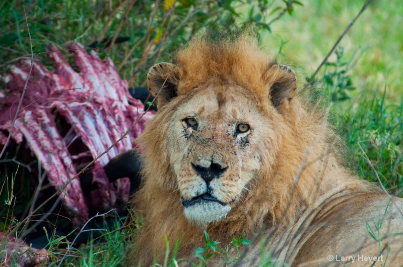 Tanzania- Serengeti National Park - ID: 11541455 © Larry Heyert