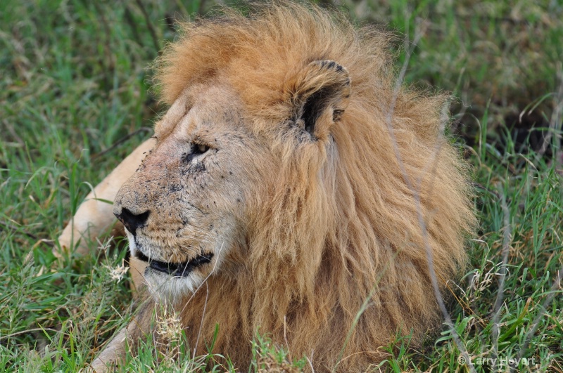 Tanzania- Serengeti National Park - ID: 11541484 © Larry Heyert