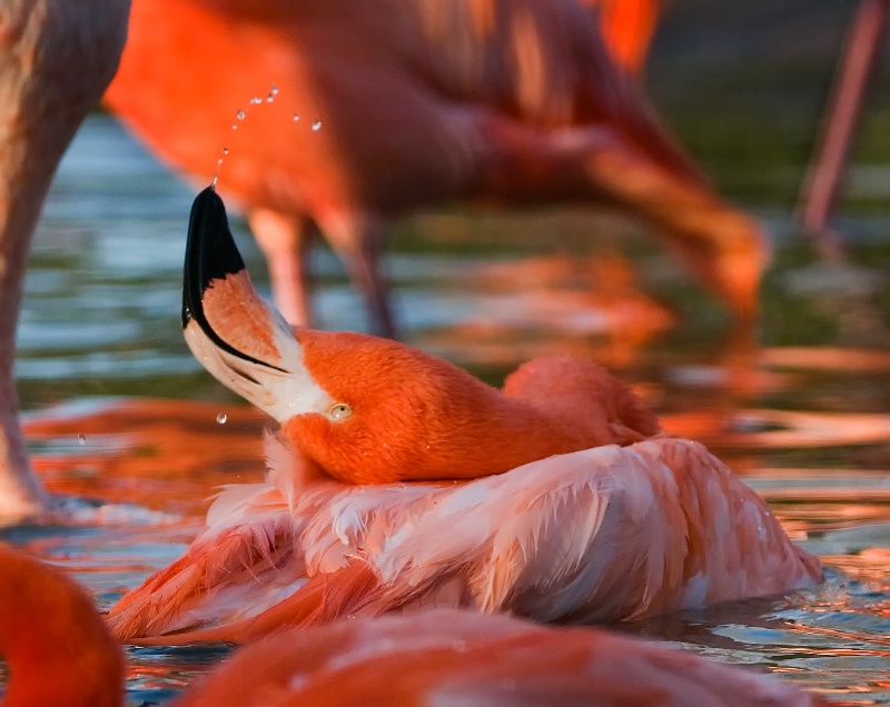 flamingo relaxing - ID: 11541684 © Dawn Miller