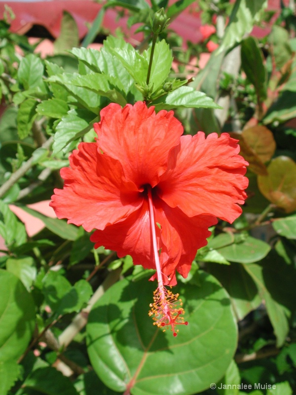 Belize flower - ID: 11543302 © Jannalee Muise