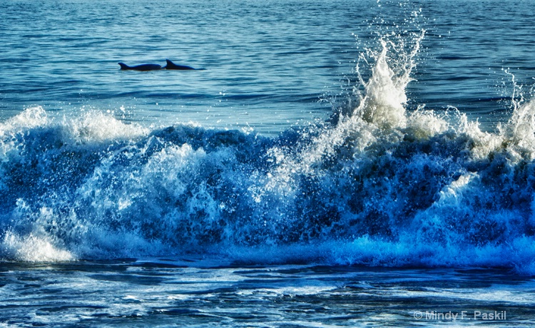 Wave and two Dolphins