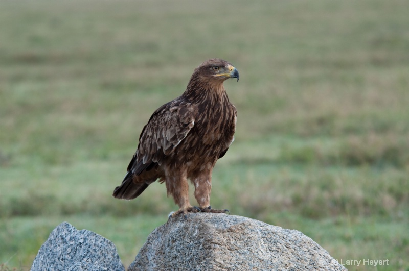 Tanzania- Serengeti National Park - ID: 11544701 © Larry Heyert