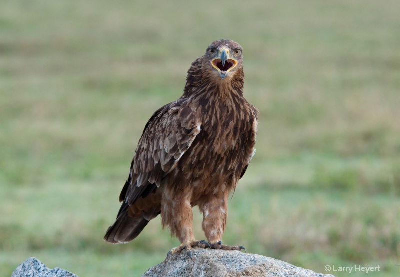 Tanzania- Serengeti National Park - ID: 11544702 © Larry Heyert