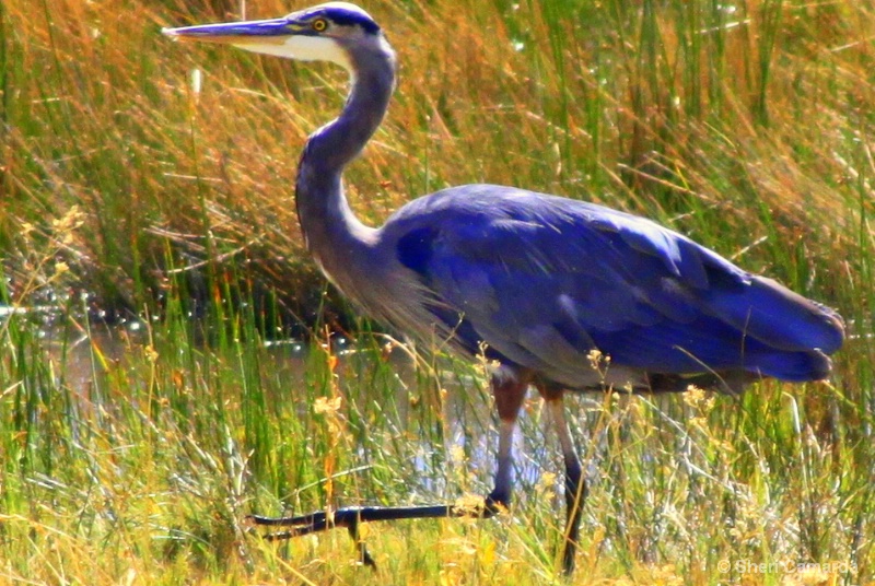 High Steppin' - ID: 11544717 © Sheri Camarda