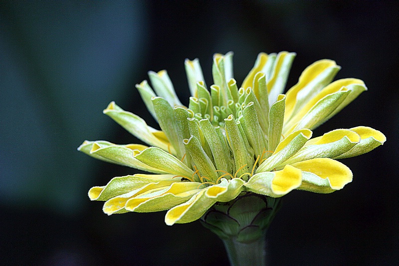 zinnia, in green