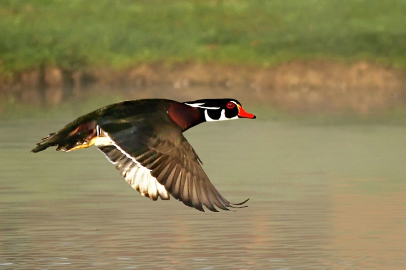 Flight Of The Wood Duck