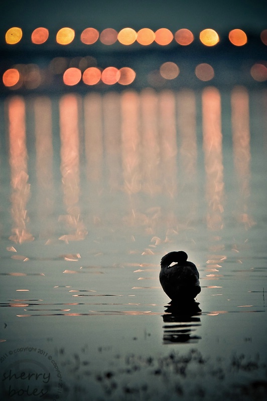 basking in the late lights