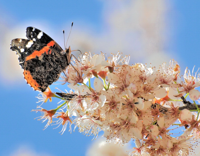 The Sweet Breath of Spring