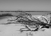 Driftwood