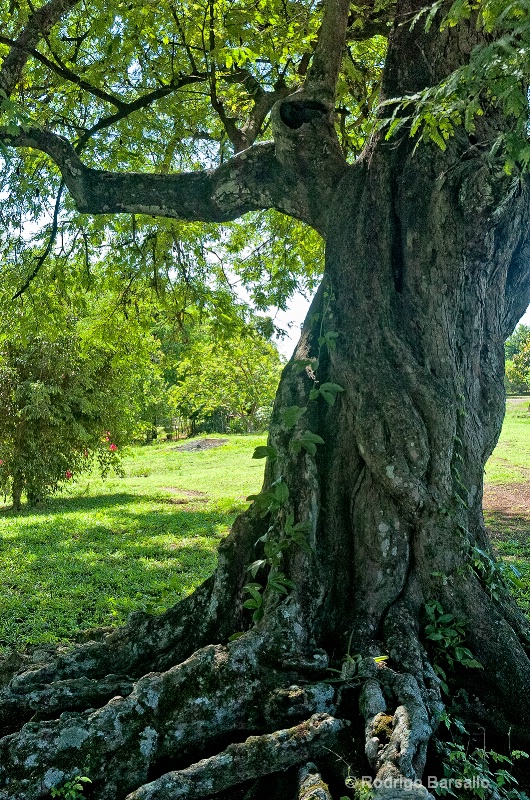Old tamarind tree
