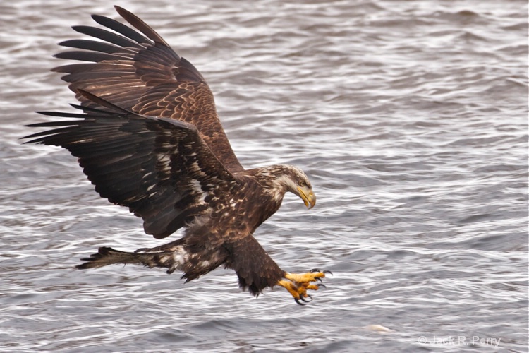 An In-mature Bald Eagle.