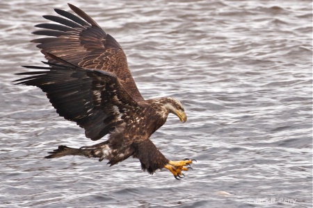 An In-mature Bald Eagle.