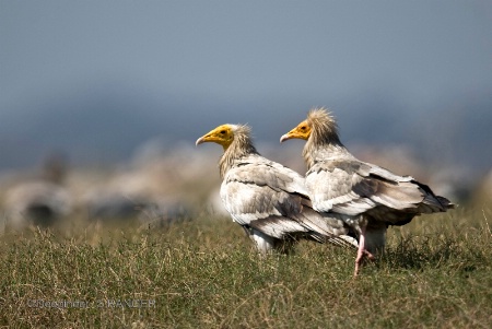 Egyptian Vulture(Neophron percnopterus)-1