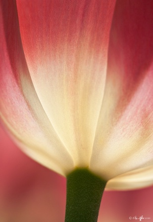 Longwood Gardens Tulip
