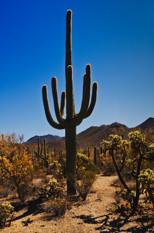 Saguaro