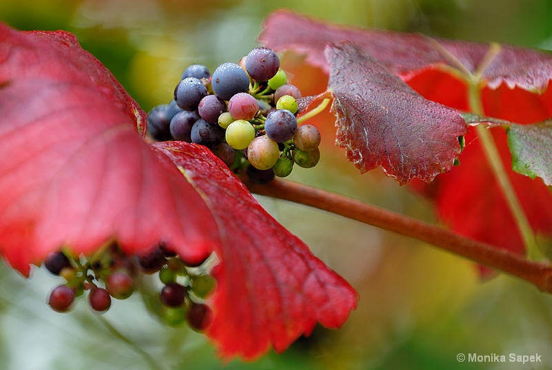 Autumn Grapes