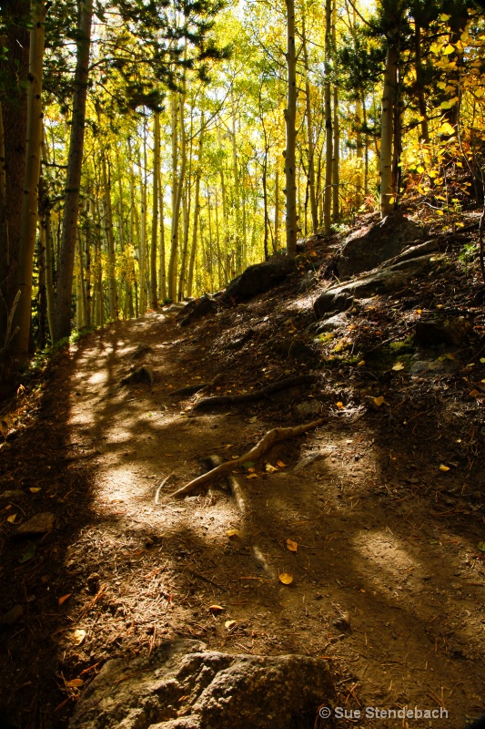 Trail Lit by Aspens, Mt. Yale, CO