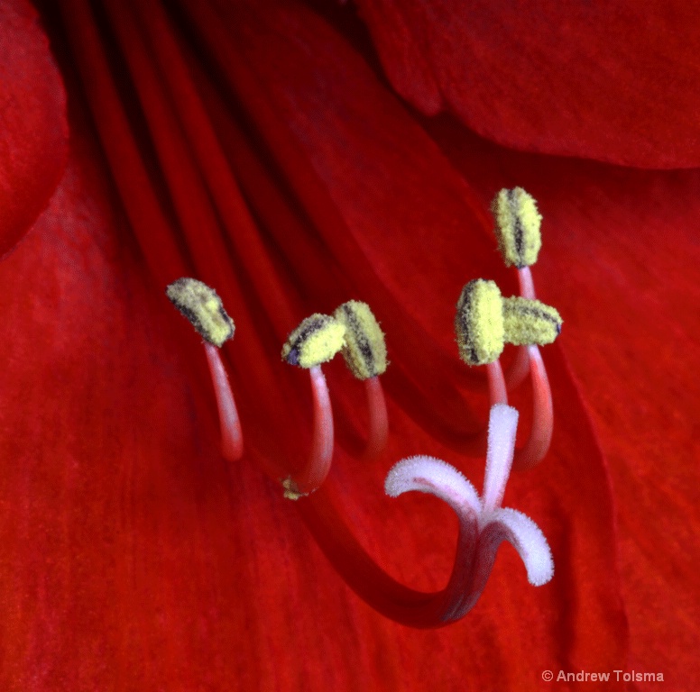 amaryllis details