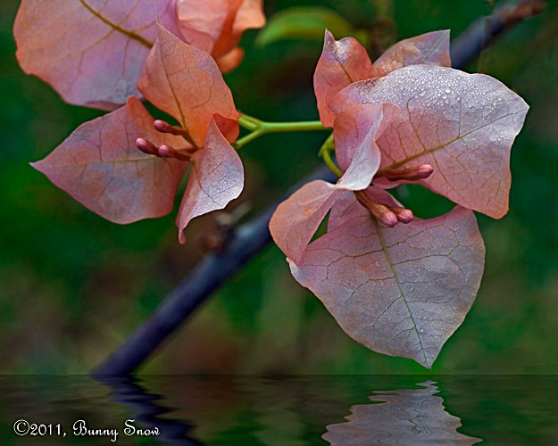 Bougainvillea in early light  *