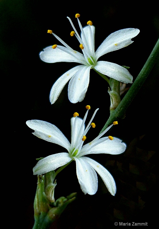 Portrait of Spider Plant flowers