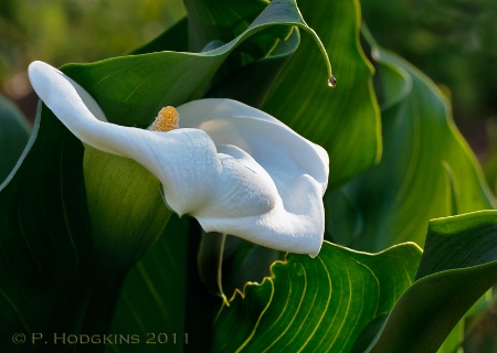 Calla lily