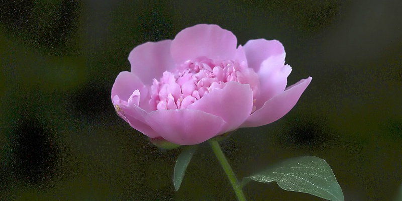 peony pink