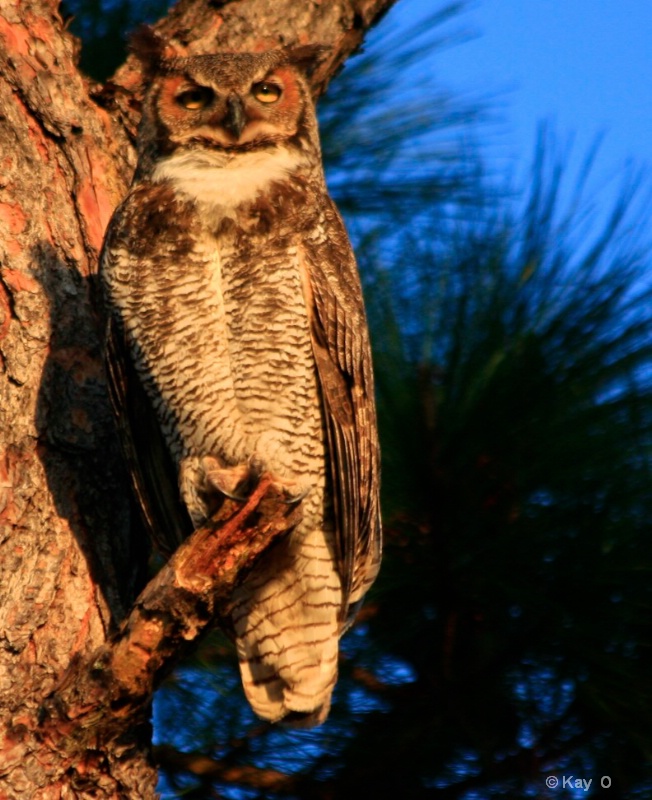 Great Horned Owl