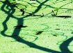 DUCK WEED