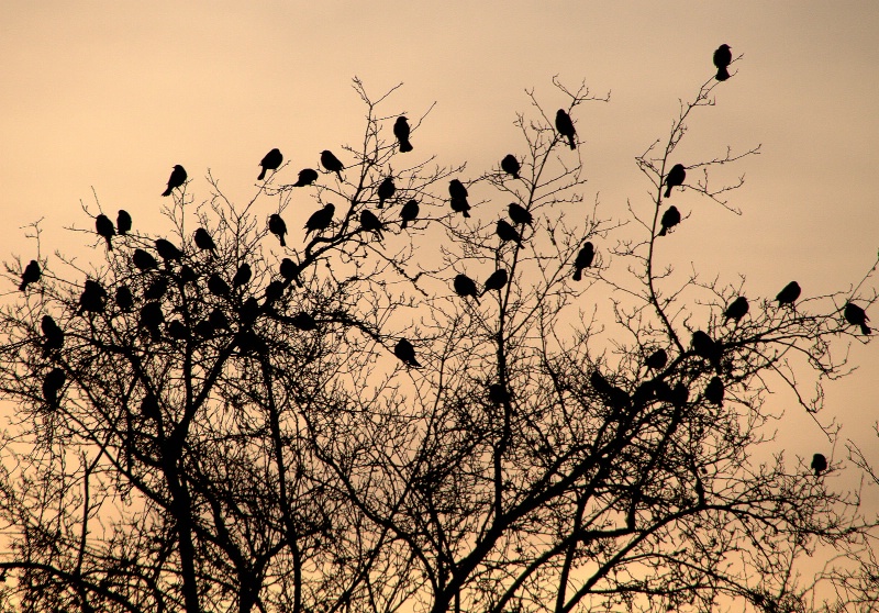 blackbirds at sunrise - ID: 11556763 © cari martin