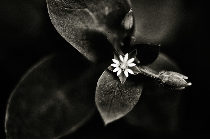 Beautiful white flower