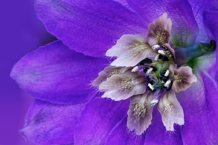 Delphinium