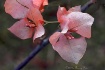 Pink Bougainville...
